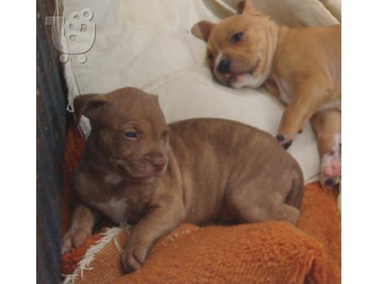 PITBULL REDNOSE