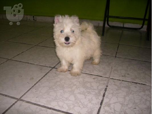 PoulaTo: WEST HIGHLAND TERRIER (ΓΟΥΕΣΤ ΧΑΙΛΑΝΤ)