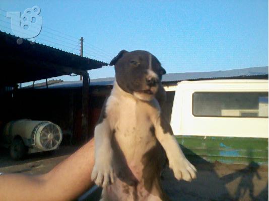 pitboul red nose