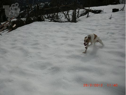 PoulaTo: Πωλείται pointer