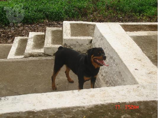 ROTTWEILER