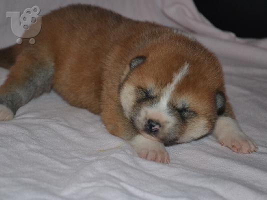 Akita inu κουτάβια από την κορυφή αναπαραγωγής.