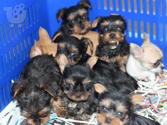 PoulaTo: YORKSHIRE TERRIER