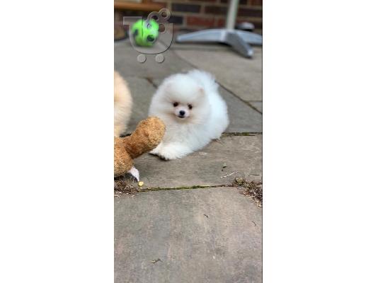 PoulaTo: όμορφα Pomeranian Puppies προς πώληση