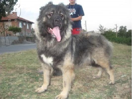 CAVCASIO