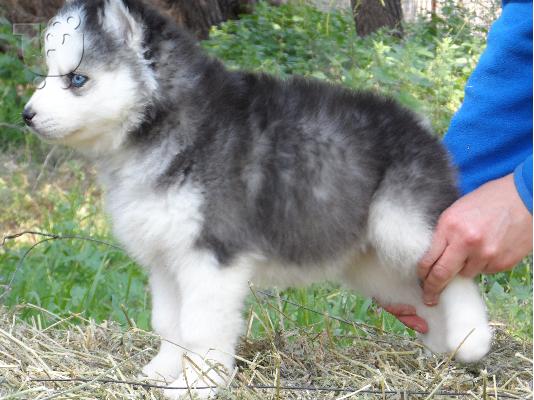 Seberian Husky     Χασκι Σιβιριανα καθαροαιμα κουταβια