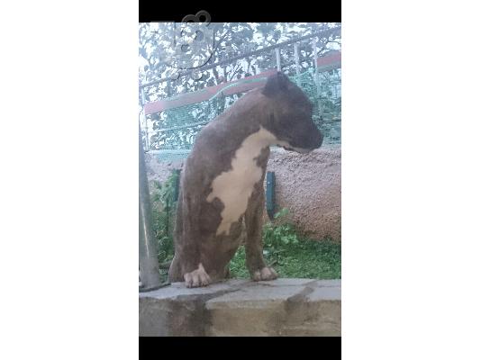 KOUTAVIA PITBULL