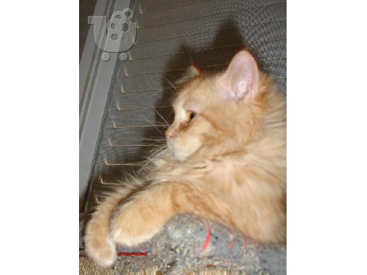 Persian Red Tabby αρσενικό.