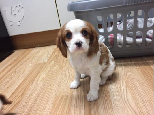 Κουτάβια Cavalier King Charles Spaniel