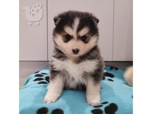 PoulaTo: Εκπληκτικά κουτάβια Pomsky