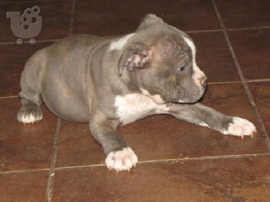 PoulaTo: Όμορφα κουτάβια Pitbull !!