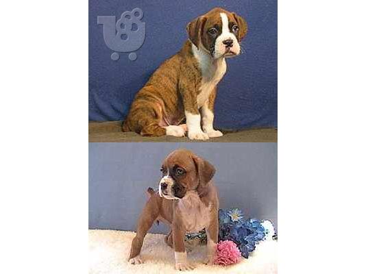 (Boxer κουτάβια ακιτα(AKITA))ΑΚΙΤΑ ΜΠΟΞΕΡ