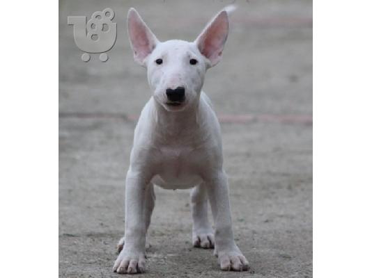Bull Terrier κουτάβια