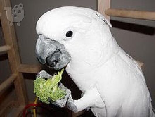 PoulaTo: μιλάμε cockatoo παπαγάλος για € 200