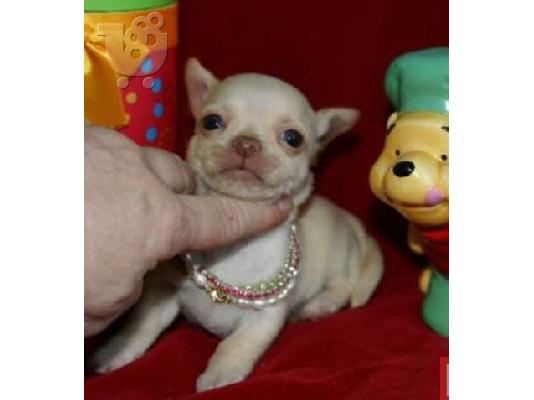 PoulaTo: CHIHUAHUA