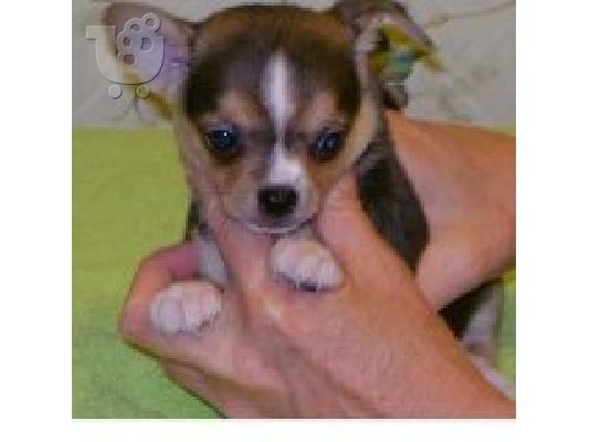 PoulaTo: Chihuahua
