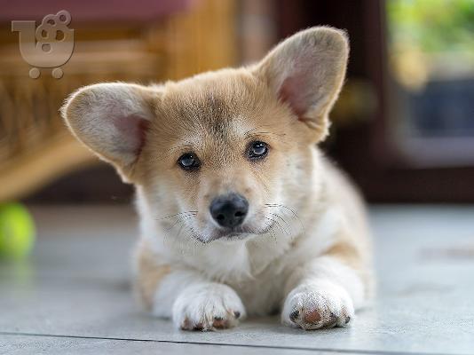 Κουτάβια Pembroke Welsh Corgi
