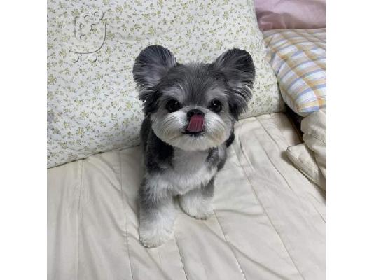 PoulaTo: Κουτάβια Schnauzer