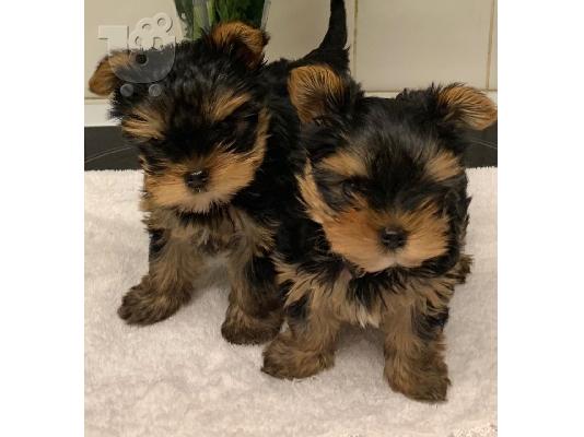 αγαπώντας το Yorkie terrier έτοιμο για υιοθέτηση.