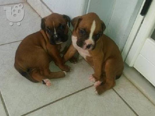 PoulaTo: boxer