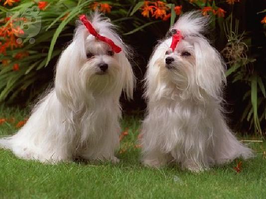 PoulaTo: Two female and Male Maltese   for adoption