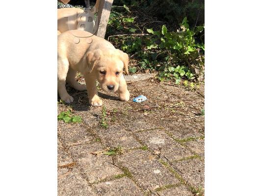 PoulaTo: Ανεκτίμητη γενεαλογική γενεαλογία Puppy έτοιμη για υιοθεσία!