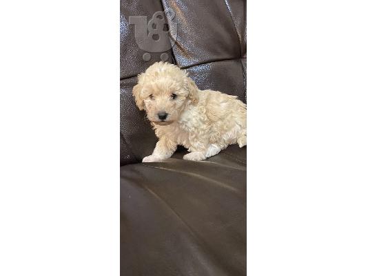 PoulaTo: Εξαιρετικά μικροσκοπικά κουτάβια Maltipoo