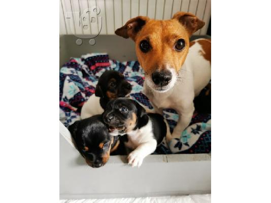 Λατρευτά κουτάβια Jack Russell έτοιμα να πάνε