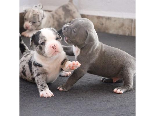 PoulaTo: ΣΚΥΛΟΣ PITBULL