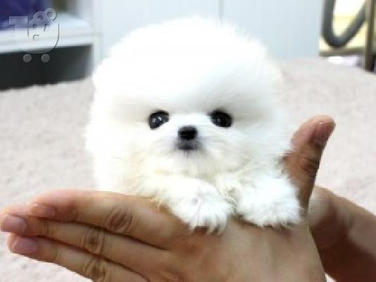 PoulaTo: Pomeranian Κουτάβια