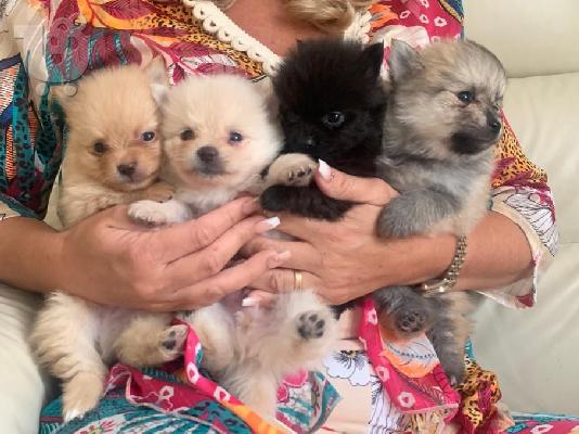 PoulaTo: Pomeranian Κουτάβια