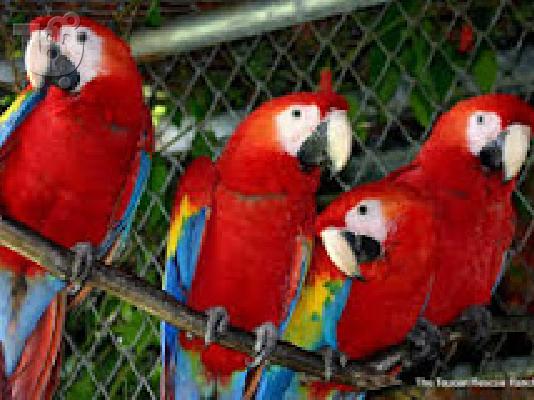 PoulaTo: scarlet macaw parrot for 200 euro