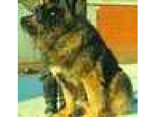 PoulaTo: [BOXER KOYTABIA (ΜΠΟΞΕΡ] Μπόξερ