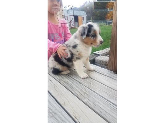 PoulaTo: Διατίθενται κουτάβια Australian Shepherd