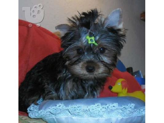 YORKSHIRE TERRIER