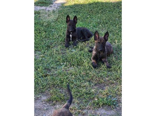 Dutch Shepherd κουτάβια προς πώληση