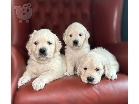 PoulaTo: Κουτάβια Golden Retriever!