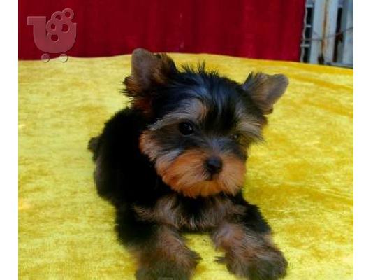 PoulaTo: YORKSHIRE TERRIER