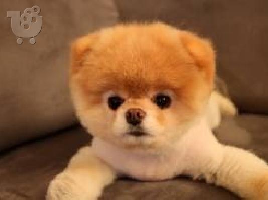 PoulaTo: pomeranian toy