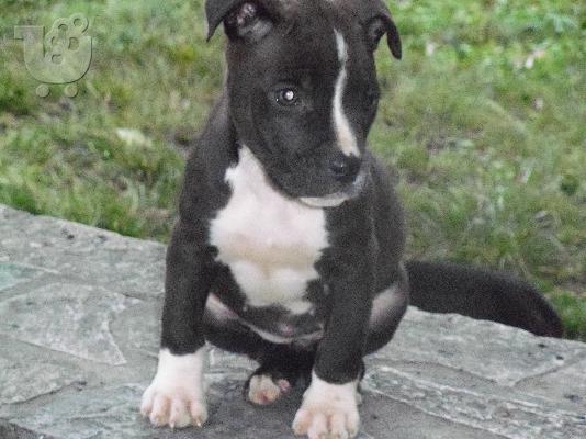 american pit bull