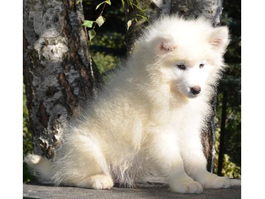 Samoyed δείχνουν την ποιότητα κουτάβια