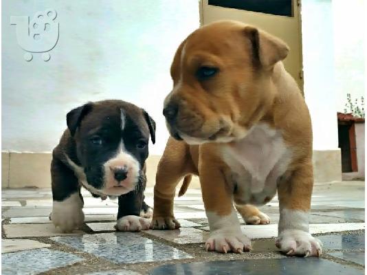 American staffordshire terrier απο τα καλυτερα αιματα 6979314054