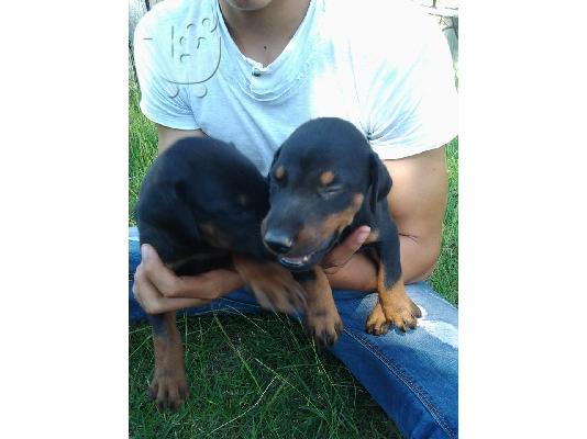 PoulaTo: Πωλείται θηλυκό κουτάβι Doberman