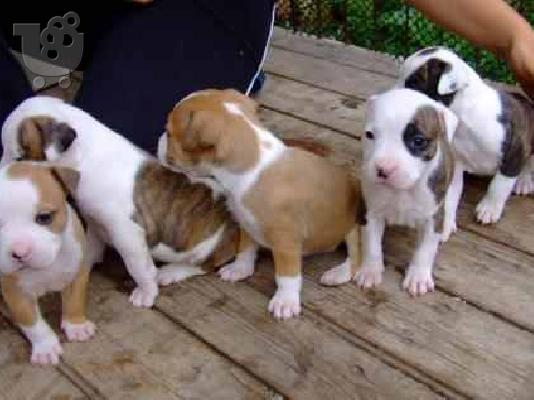 PoulaTo: Κουταβάκια PIT BULL ΠΙΤ ΜΠΟΥΛ ........299 — Ηλιούπολη 