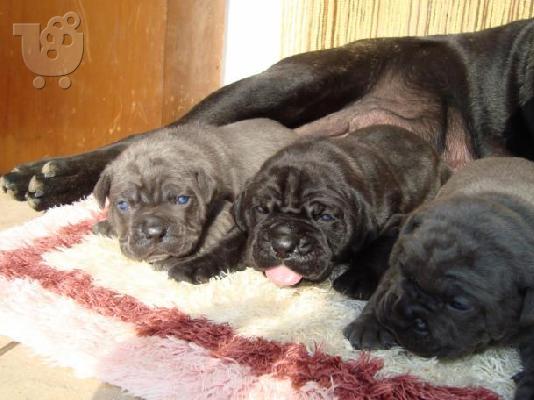 PoulaTo: cane corso