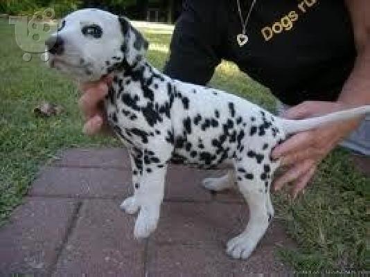 PoulaTo: dalmatian