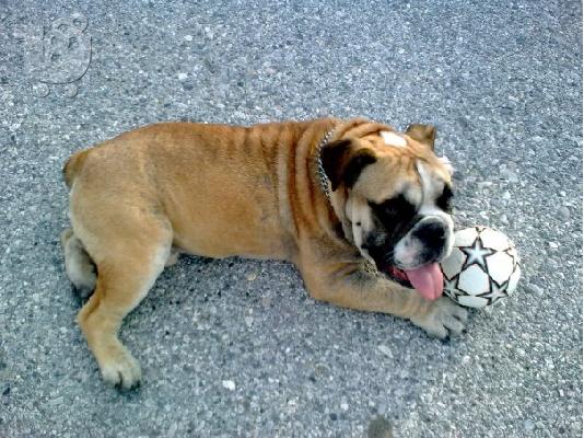 PoulaTo: πωλονται bulldog