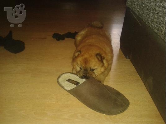 Πωλούνται καθαρόαιμα κουτάβια Chow Chow
