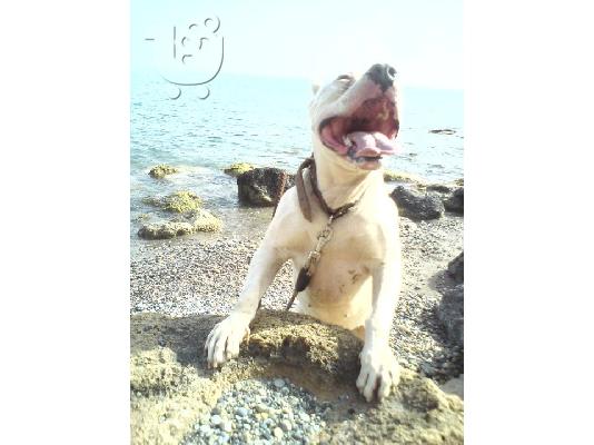 pitbull white Πίτμπουλ