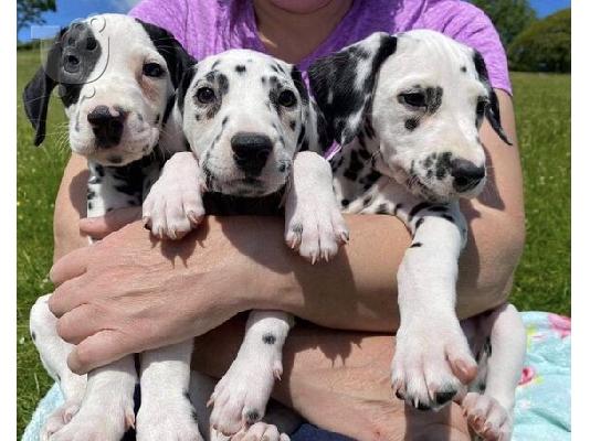 PoulaTo: AKC Reg Δαλματικά κουτάβια